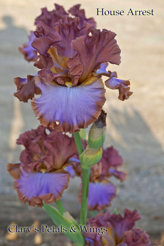 HOUSE ARREST - 2014 - Tall Bearded Iris - Award Winner