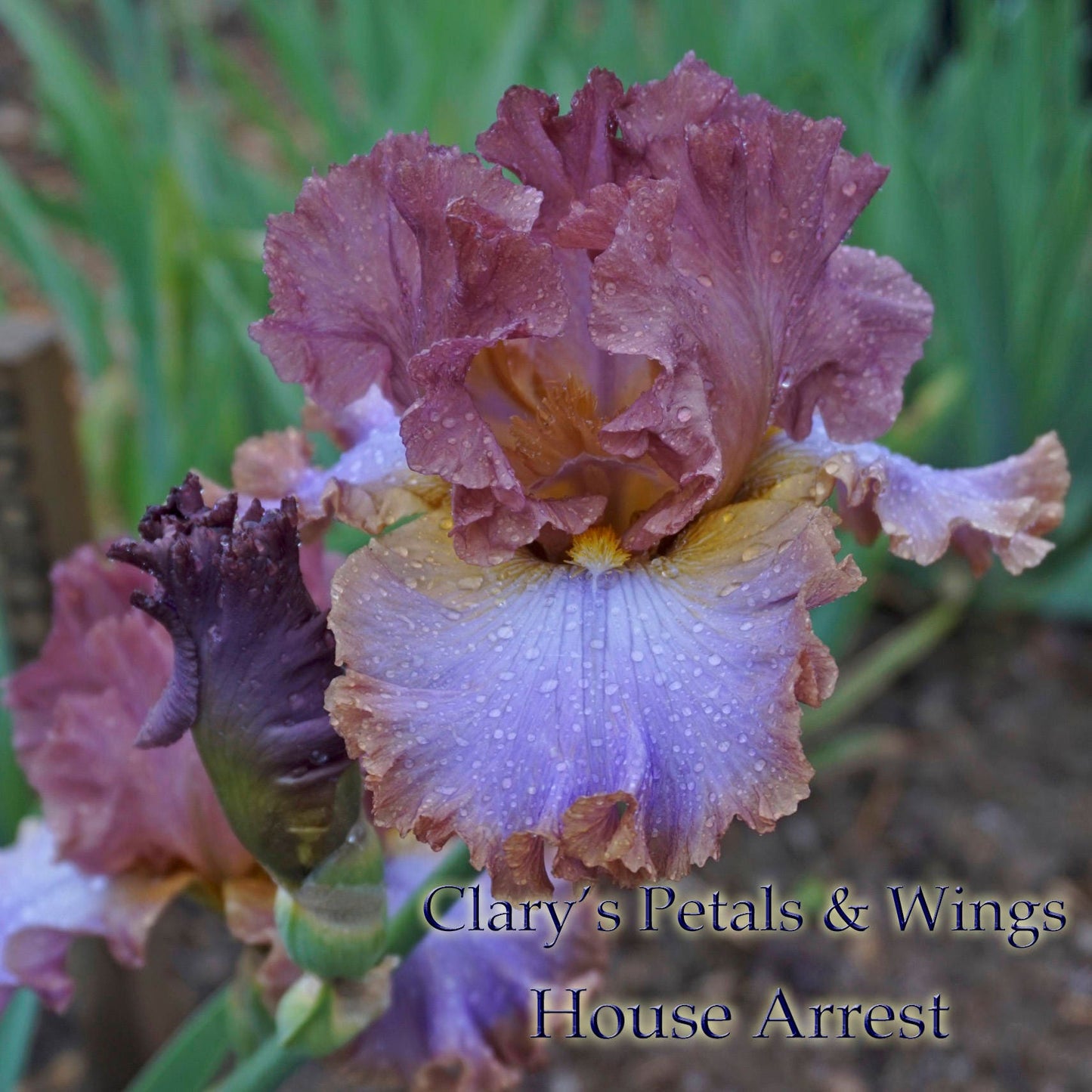 HOUSE ARREST - 2014 - Tall Bearded Iris - Award Winner