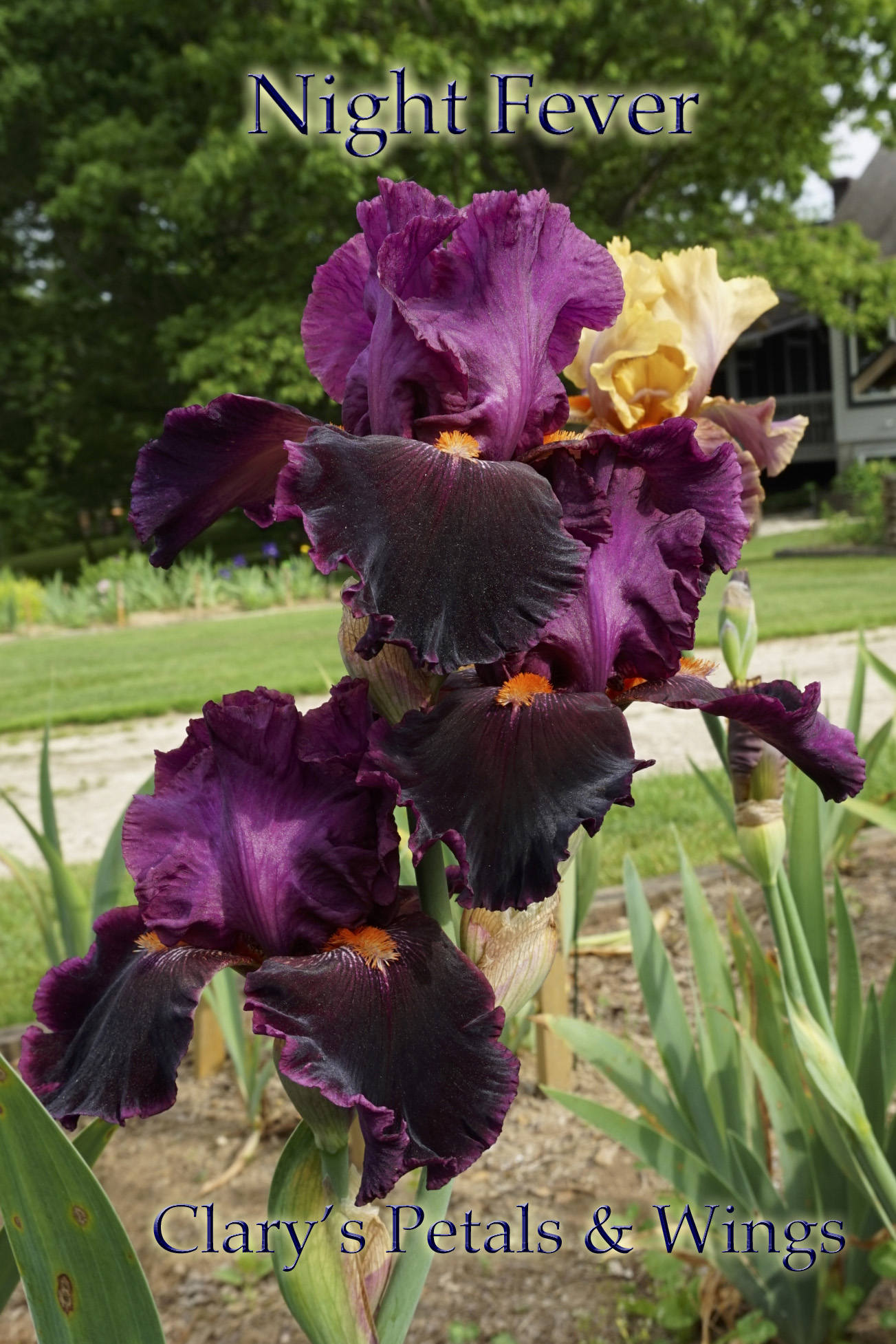 NIGHT FEVER - Tall Bearded Iris - Fragrant