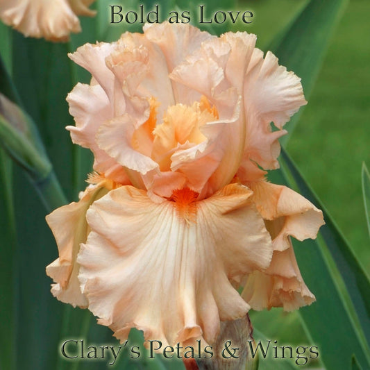 BOLD AS LOVE - 2003 - TB - Fragrant