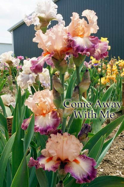 Come Away With Me - 2008 Tall Bearded Iris -  3 weeks of bloom!