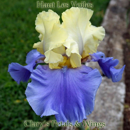 HAUT LES VOILES-2000 TB- Fragrant