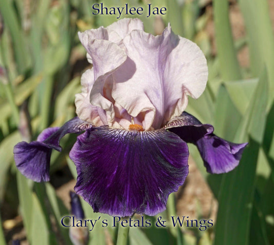 SHAYLEE JAE - 2008 Hester- Tall Bearded Iris - Fragrant