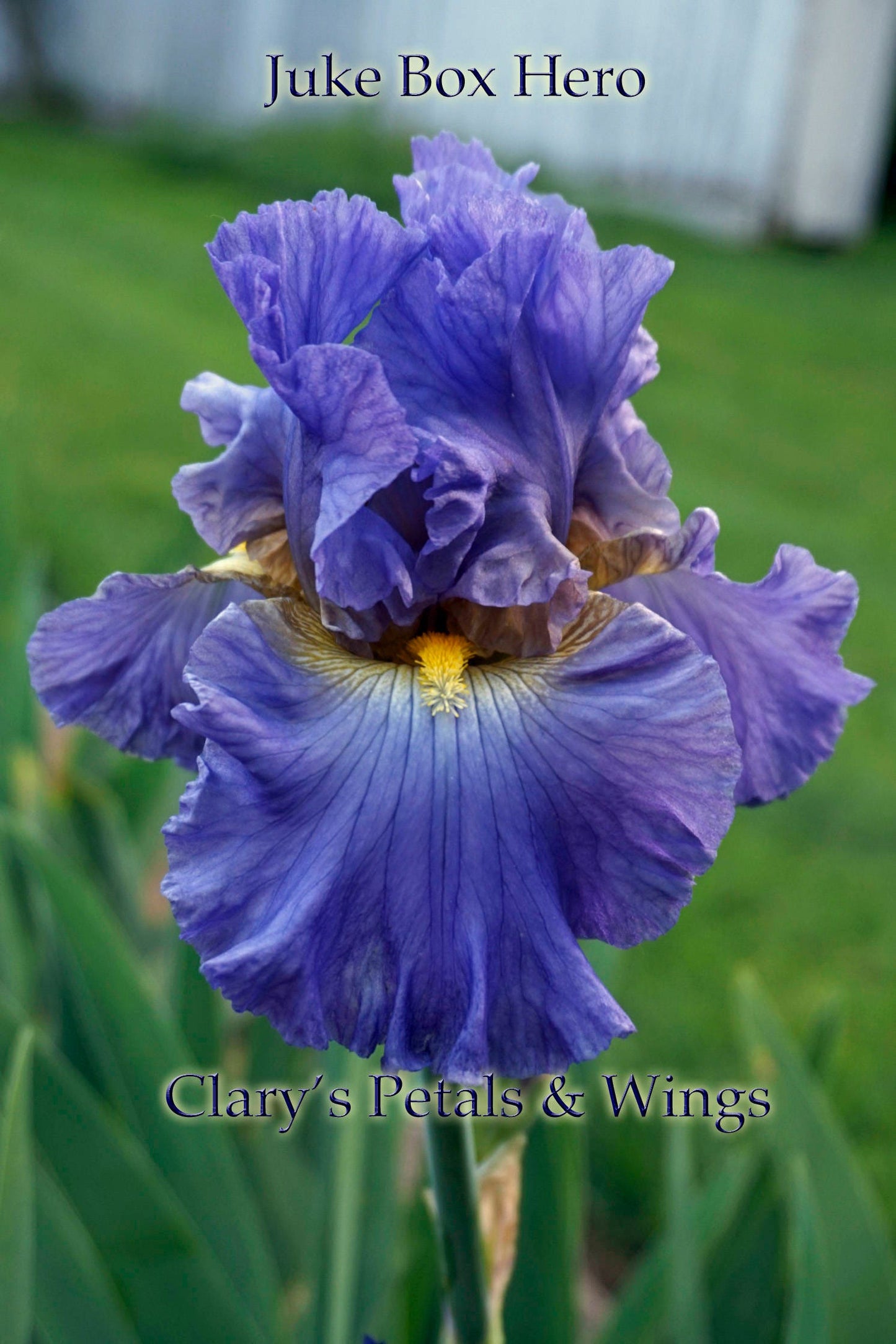 Juke Box Hero - Tall Bearded Iris -  Stunning Hyacinth Blue