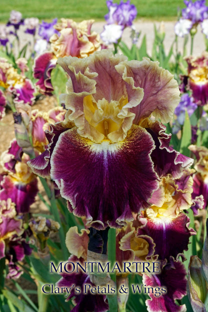 MONTMARTRE - Tall Bearded Iris - Medal Winner!