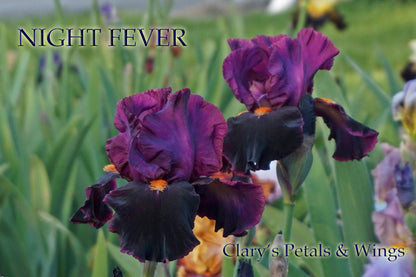 NIGHT FEVER - Tall Bearded Iris - Fragrant