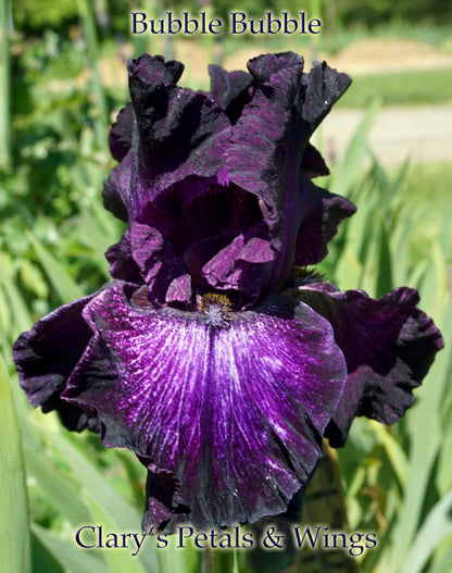 BUBBLE BUBBLE - Tall Bearded Iris -  Ghio 2004