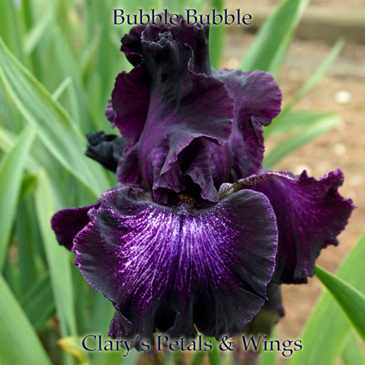 BUBBLE BUBBLE - Tall Bearded Iris -  Ghio 2004