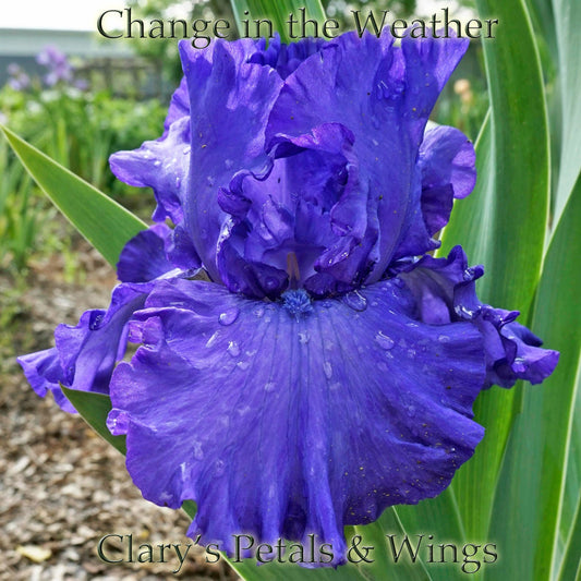 Change in the Weather - Tall Bearded Iris -  Schreiner 2013
