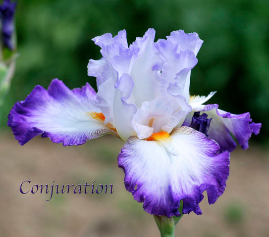 Conjuration - Tall Bearded Iris - Dykes Medal 1998