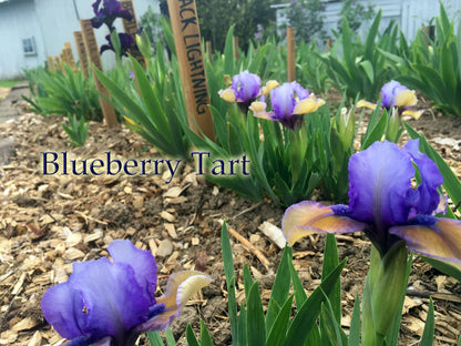 Blueberry Tart - Standard Dwarf Bearded - multiple rebloom!