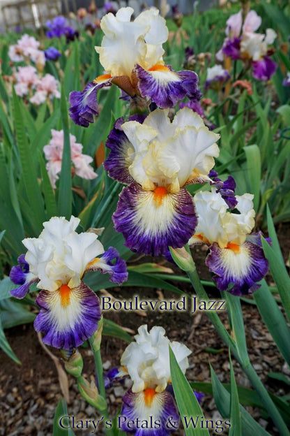 Boulevard Jazz - 2009 Bylth  - Tall Bearded Iris