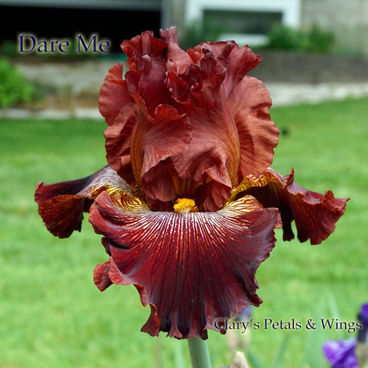 Dare Me - Black 2014 Tall Bearded Iris -  Red, fragrant and showy