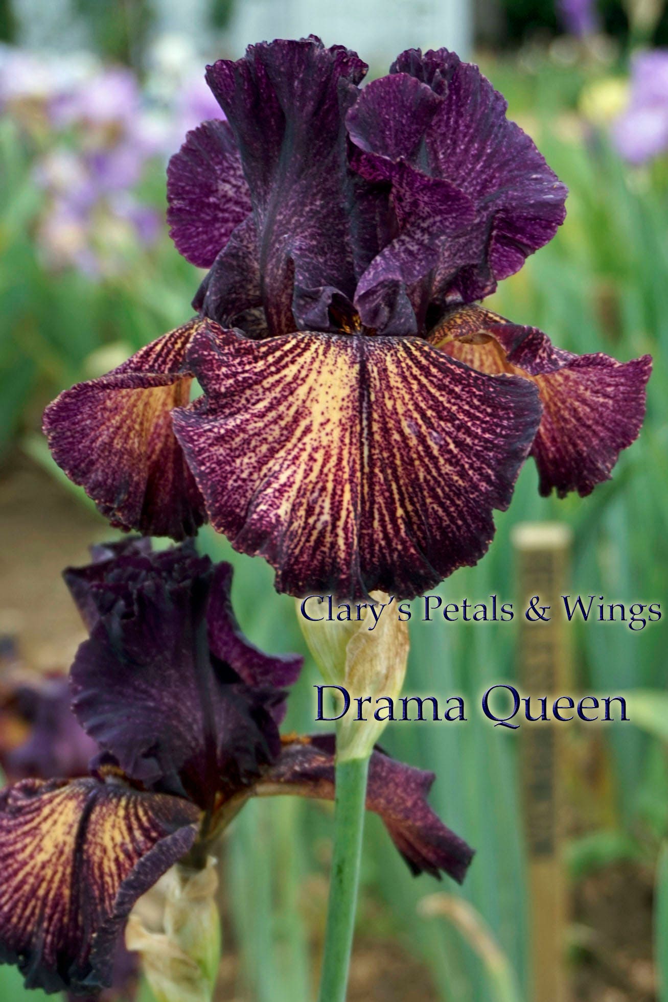 Drama Queen 2004 TB Iris *Plicata* 2011 Dykes Medal Winner