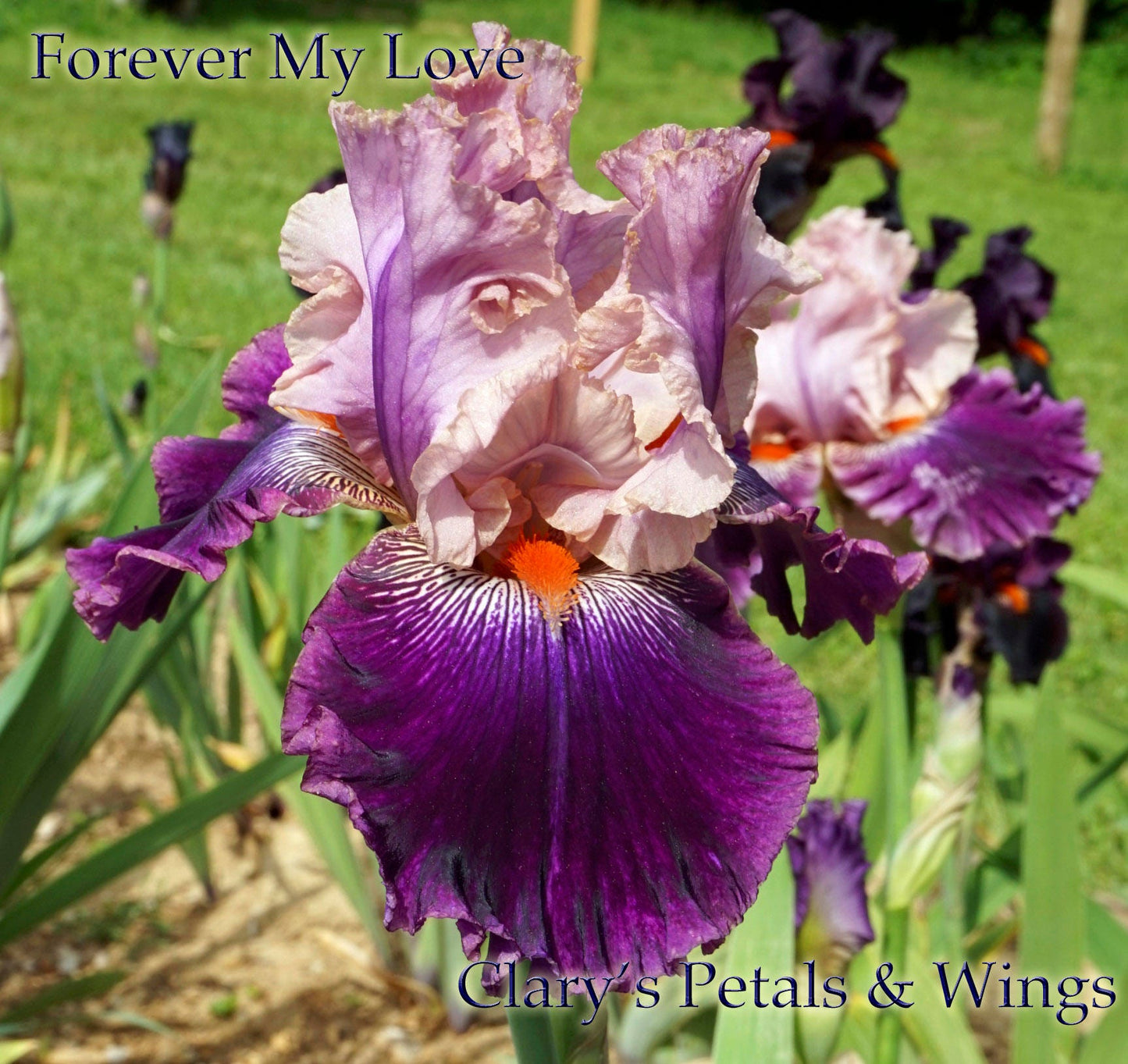 FOREVER MY LOVE 2015 - Tall Bearded Iris - Ruffled garden standout