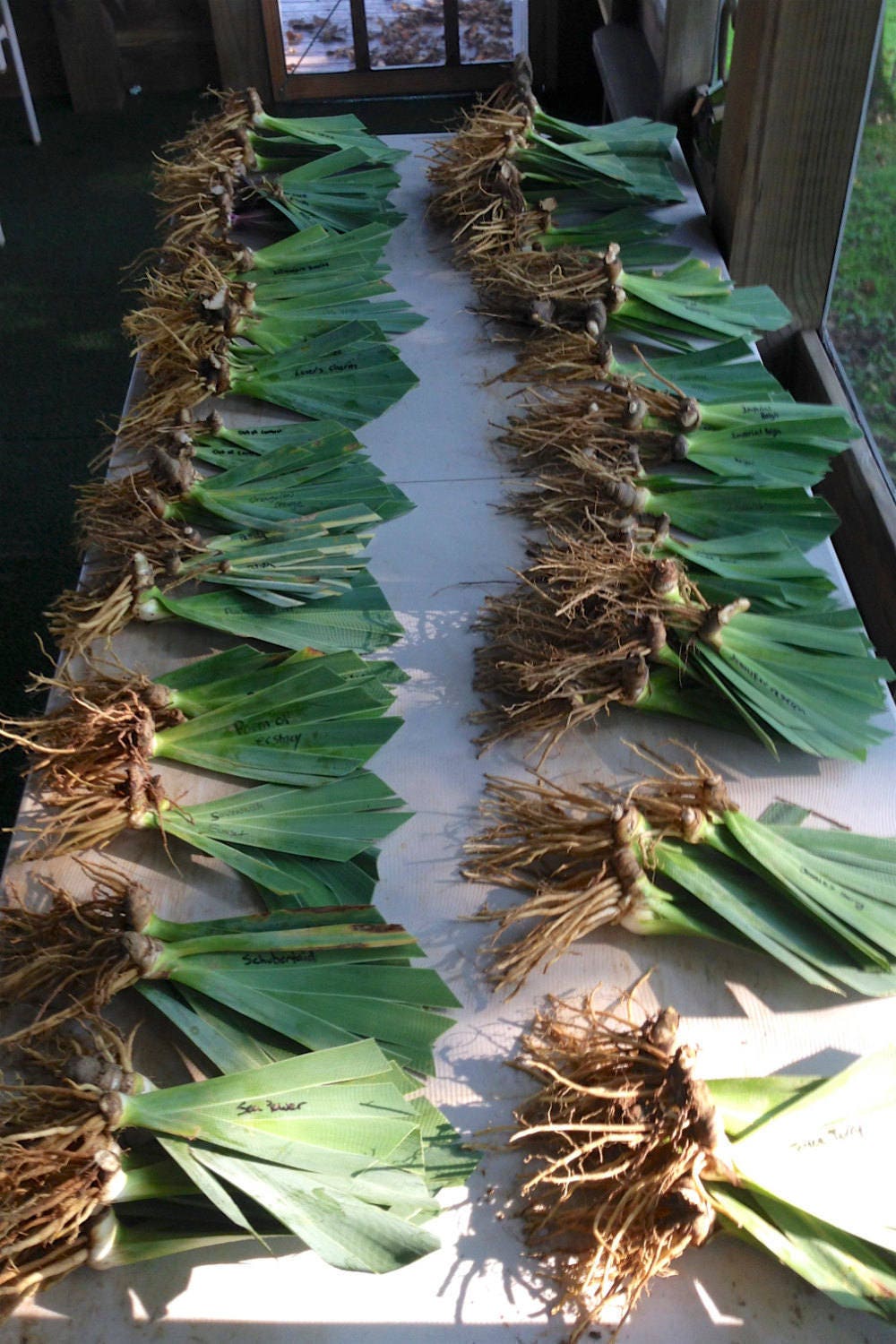 RIO ROJO - 2009 Tall Bearded Iris - Red Award Winner