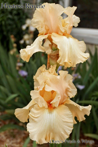 HOSTESS ROYALE - 1994 Blyth - Tall Bearded Iris - Very Fragrant