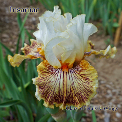 INSANIAC - 2012 Tall Bearded Iris - Ruffled fragrant Award Winner