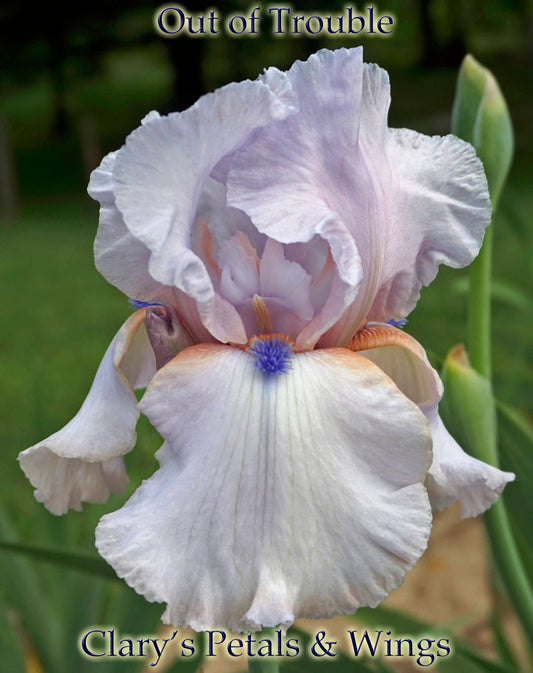 OUT OF TROUBLE 2015 TB-Fragrant