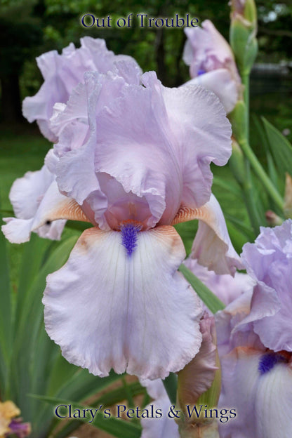 OUT OF TROUBLE 2015 TB-Fragrant