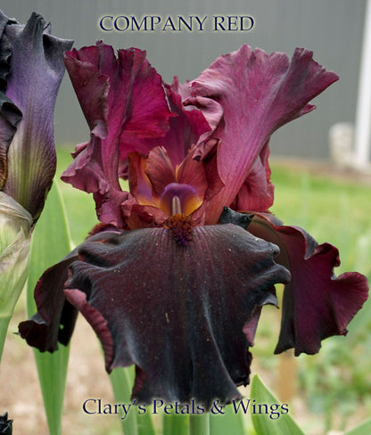 COMPANY RED 2010 Tall Bearded Iris  Huge flowers!