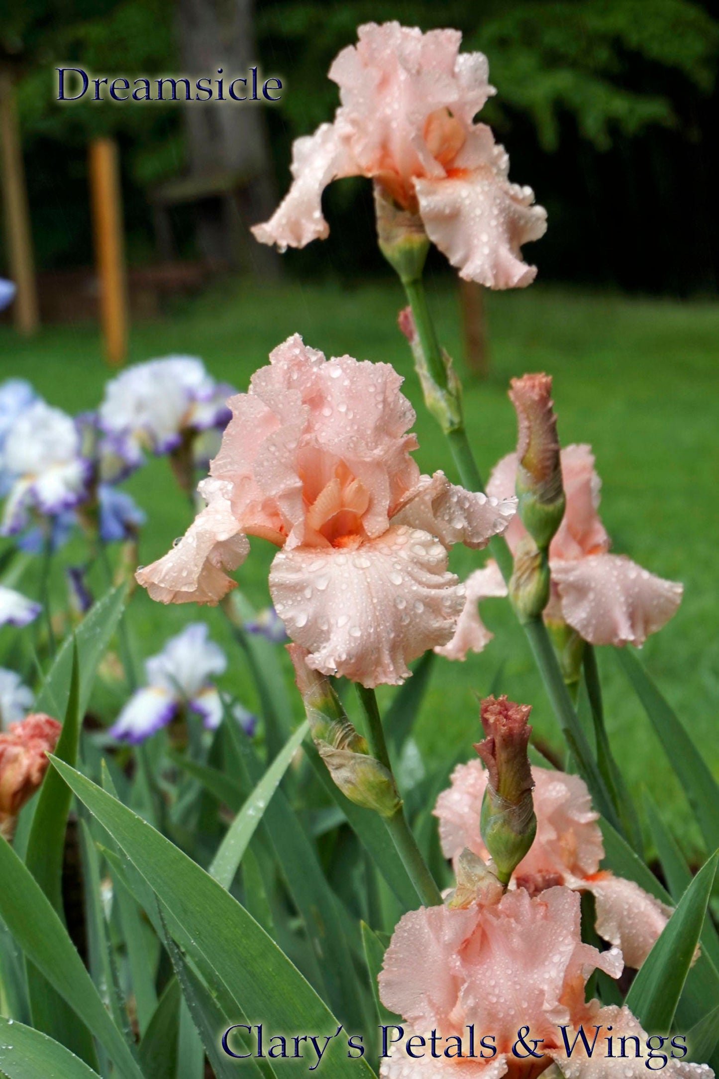 Dreamsicle  1995 Tall Bearded Iris - Creamy Pink  Award Winner