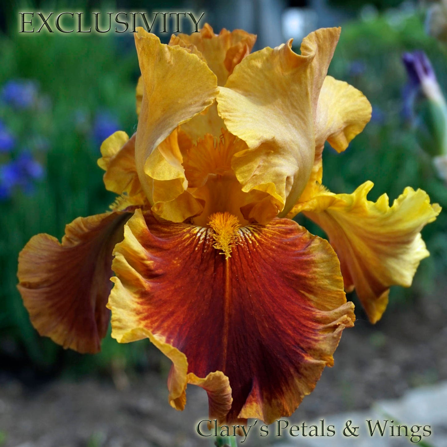 EXCLUSIVITY 1999  Tall Bearded Iris - Red/Yellow - Fragrant