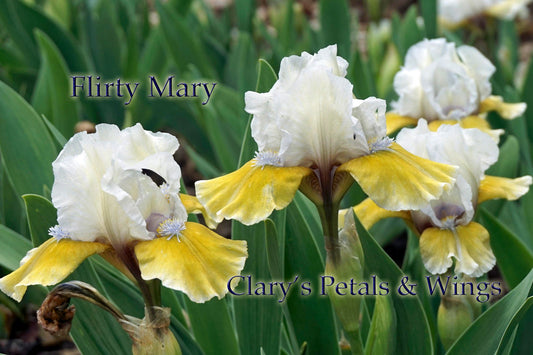 FLIRTY MARY - Standard Dwarf Bearded - Ruffled garden standout