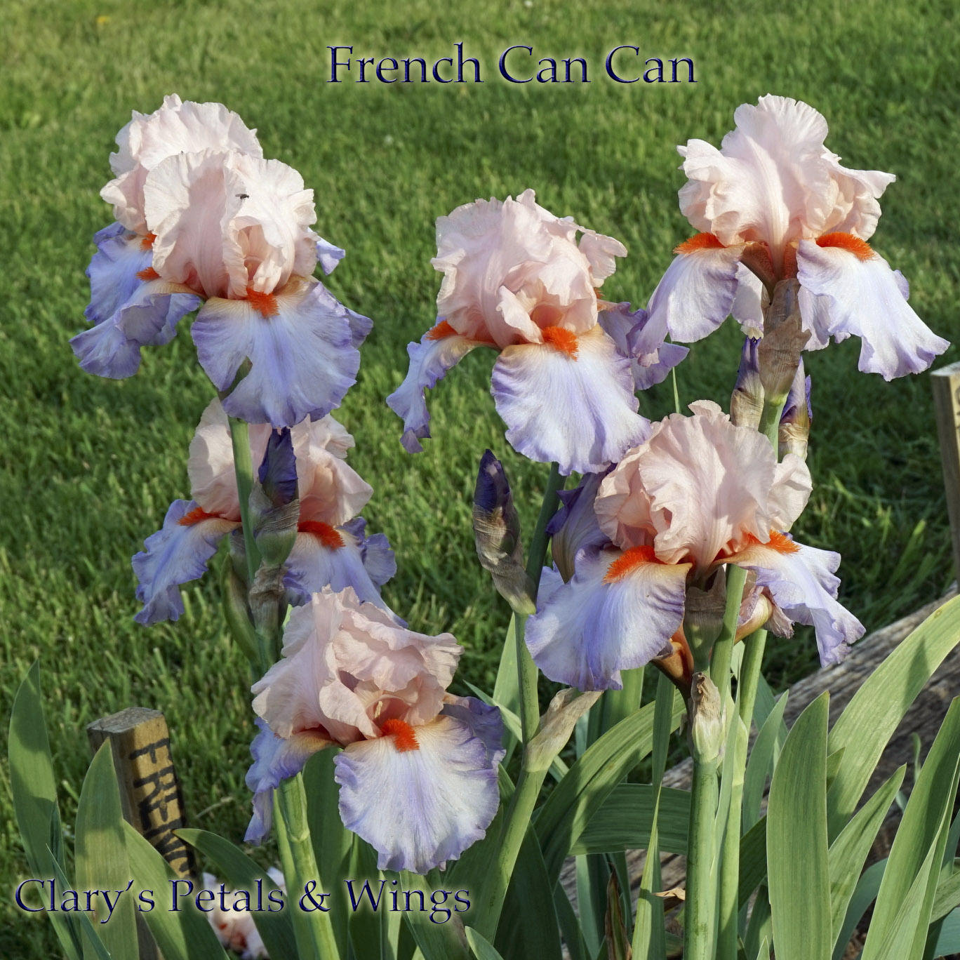 French Cancan  2002 Tall Bearded Iris   Pink, Lavender and Blue