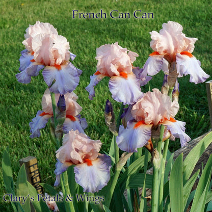 French Cancan  2002 Tall Bearded Iris   Pink, Lavender and Blue