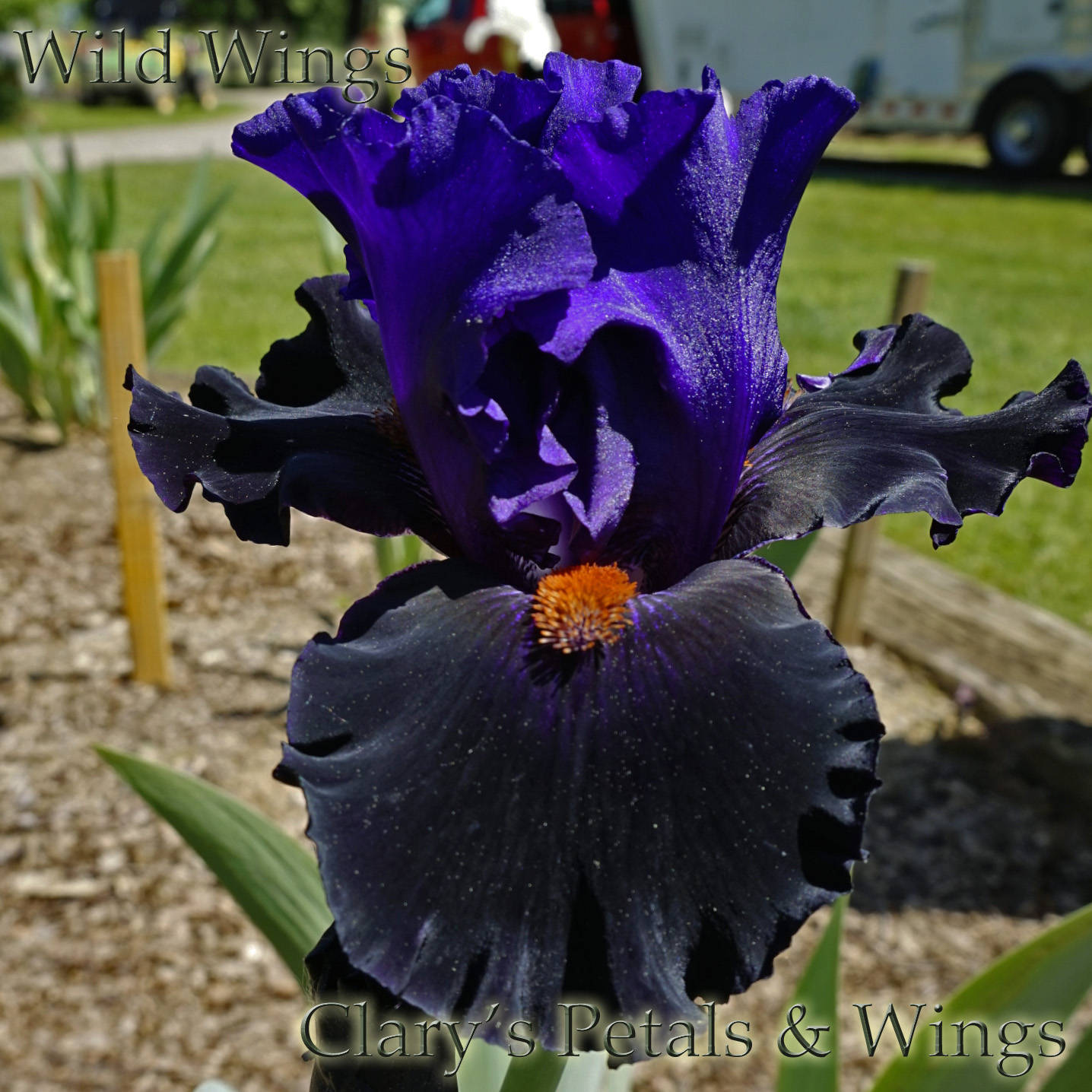 WILD WINGS 1999 Tall Bearded Iris - Violet/Black bitone - Award Winner