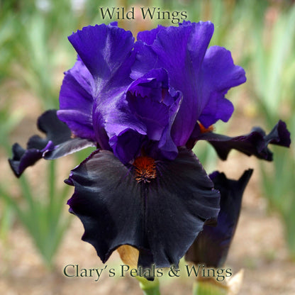 WILD WINGS 1999 Tall Bearded Iris - Violet/Black bitone - Award Winner