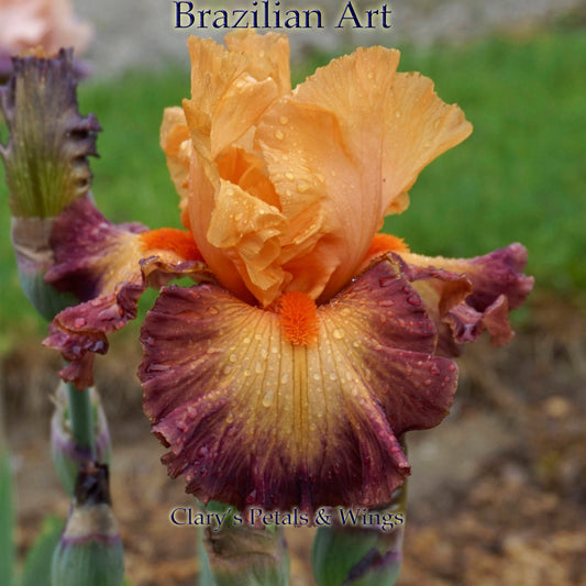 BRAZILIAN ART - 2008 - TB