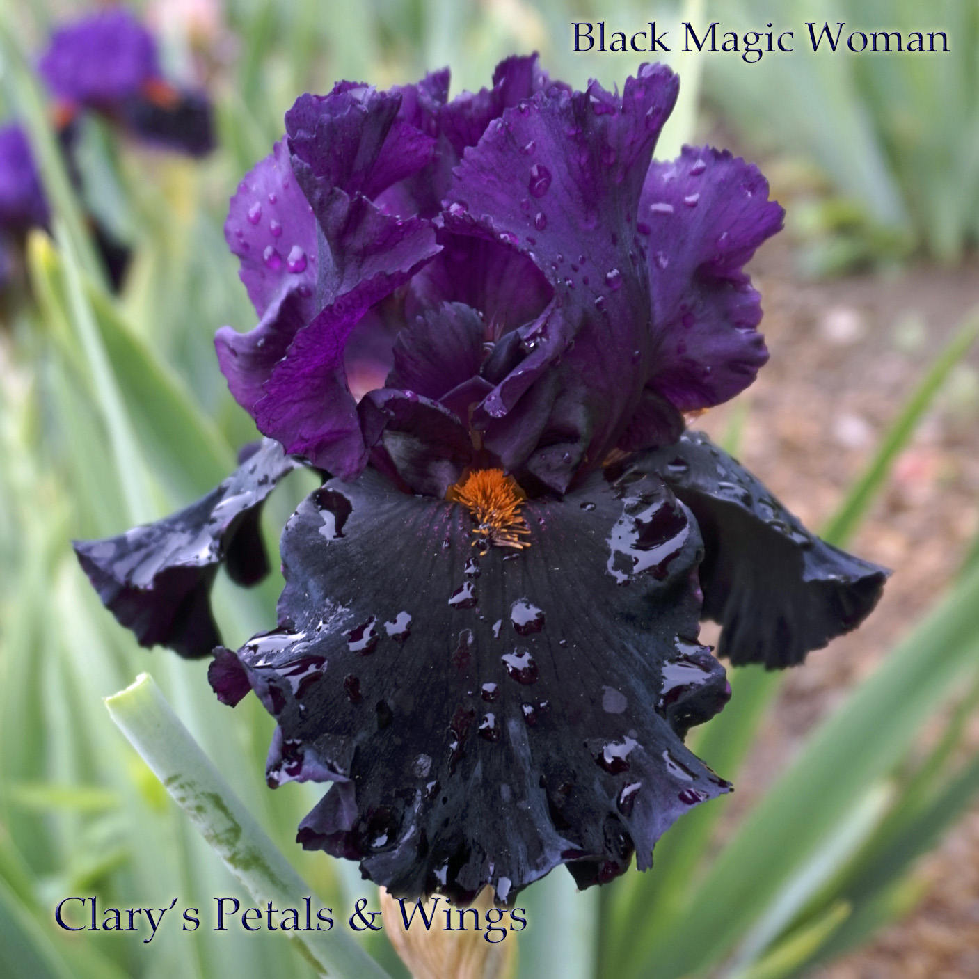 Black Magic Woman - Tall Bearded Iris - Award Winner - Fragrant