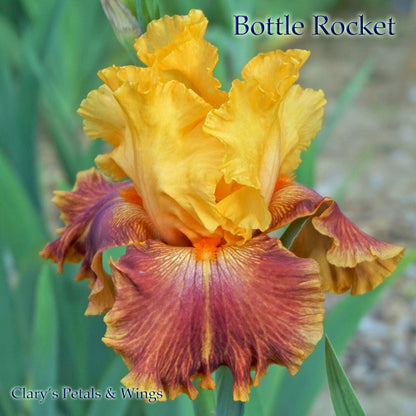 BOTTLE  ROCKET - 2010 Tall Bearded Iris - Rebloom, Fragrant, award winner