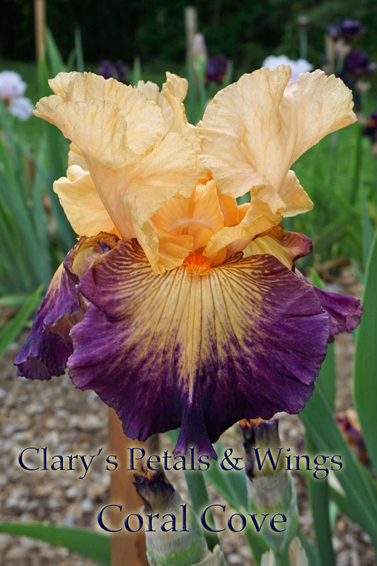 CORAL COVE - 2010 Tall Bearded Iris - Fragrant garden stand out