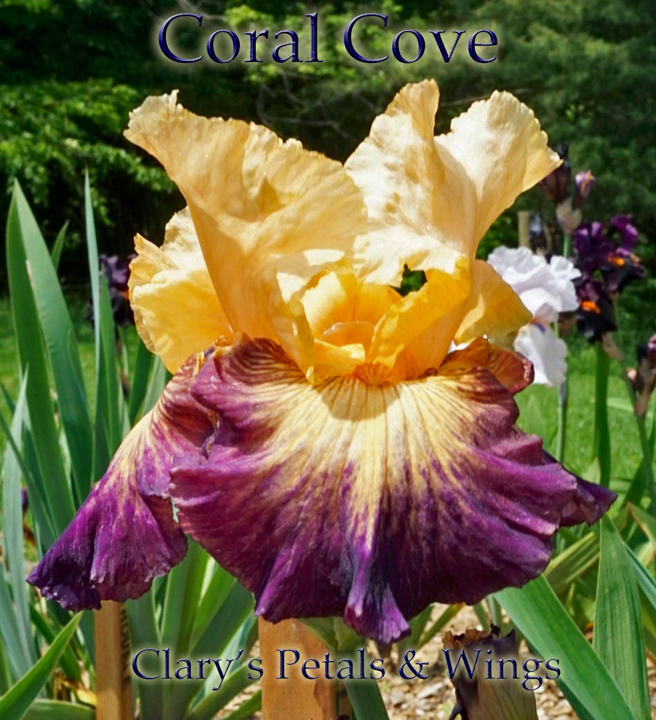 CORAL COVE - 2010 Tall Bearded Iris - Fragrant garden stand out
