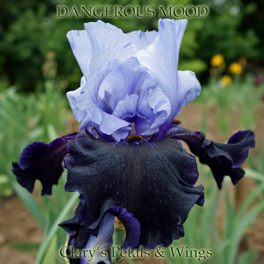 Dangerous Mood - 2004 Tall Bearded Iris - Blue/Black