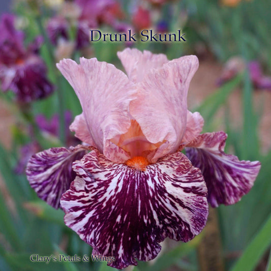 DRUNK SKUNK - 2012 - TB - Fragrant
