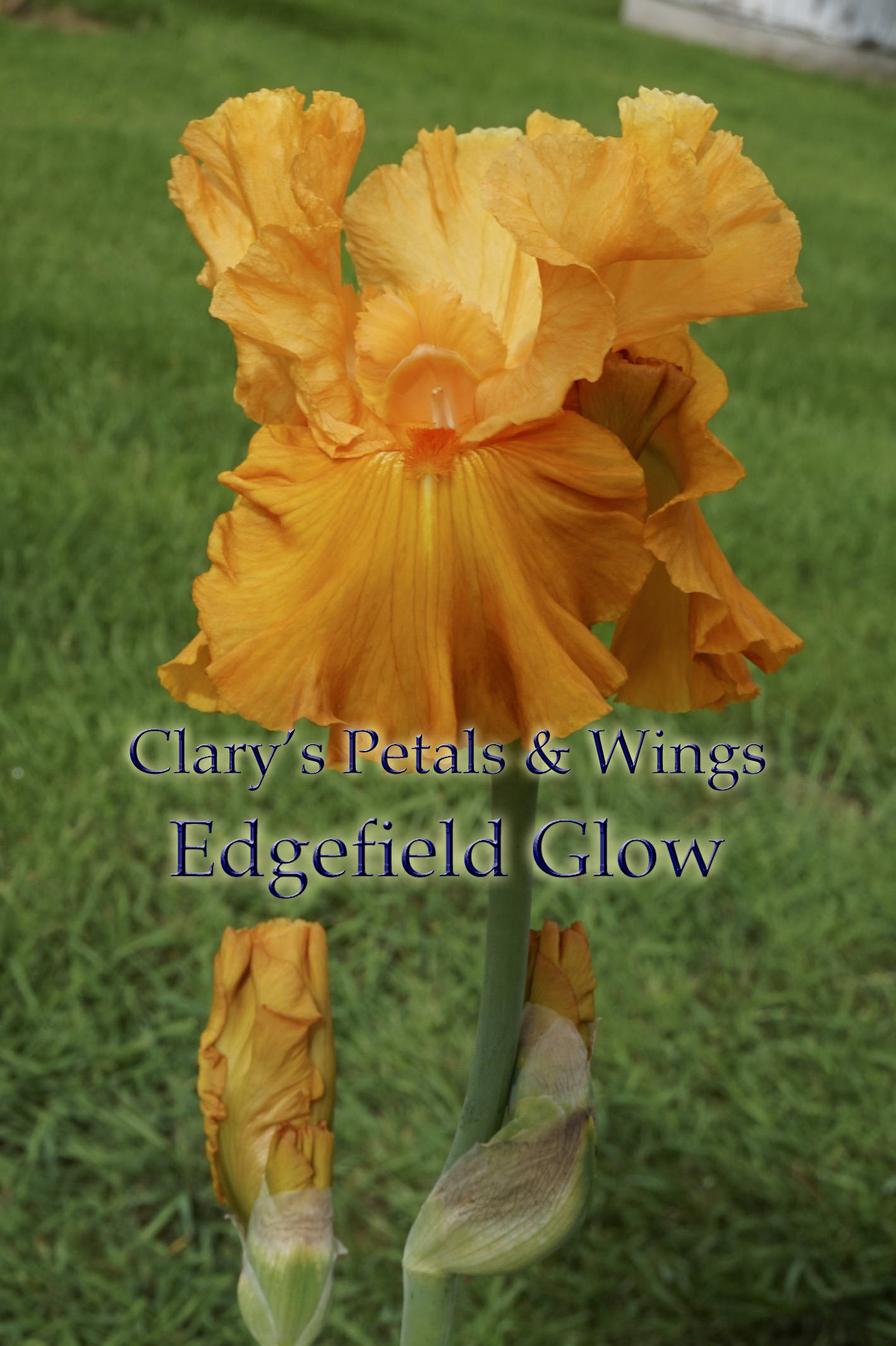 Edgefield Glow - Tall Bearded Iris - 2011 Glowing Orange