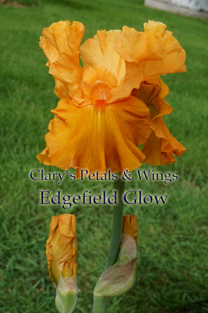 Edgefield Glow - Tall Bearded Iris - 2011 Glowing Orange