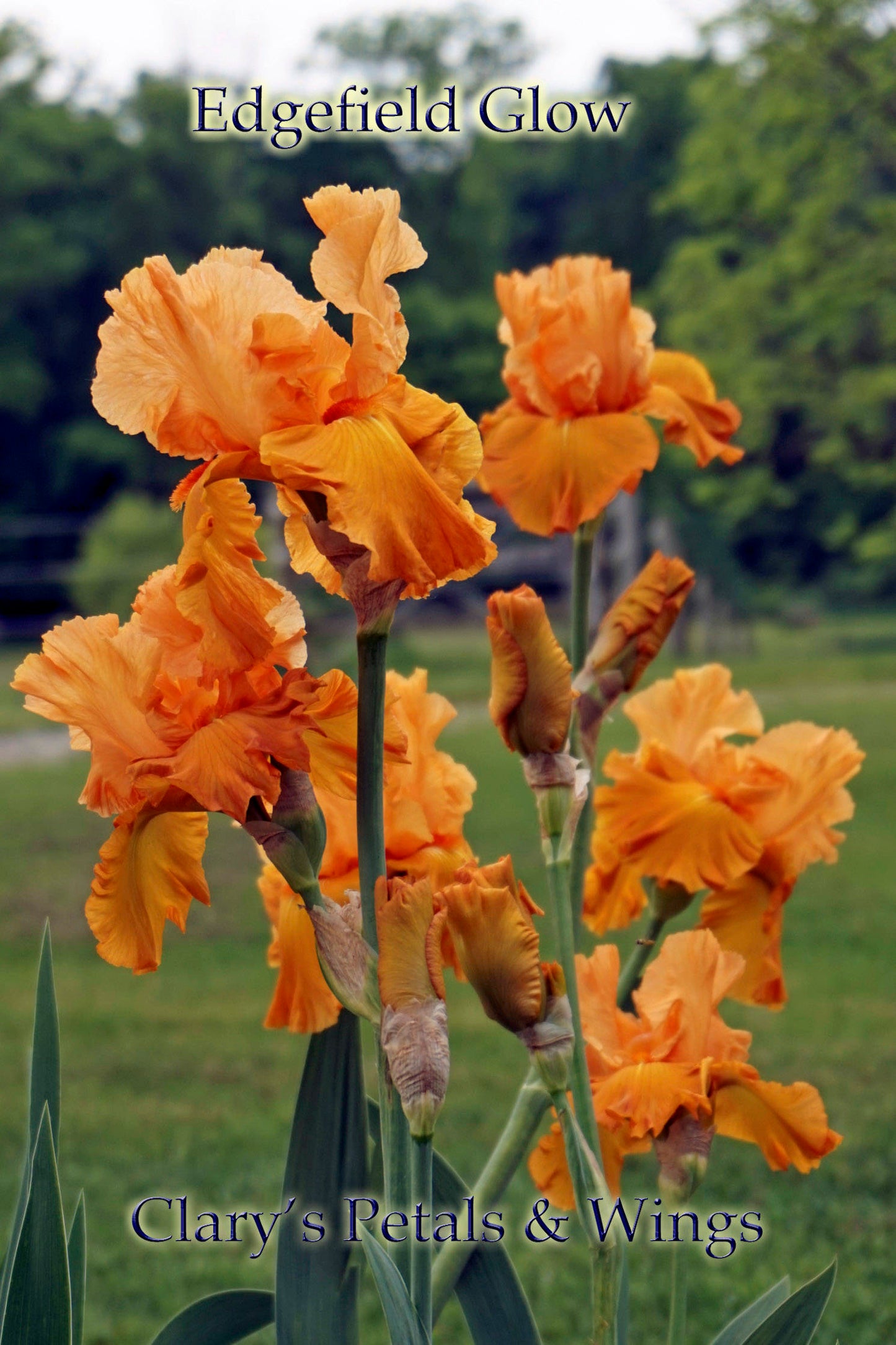 Edgefield Glow - Tall Bearded Iris - 2011 Glowing Orange