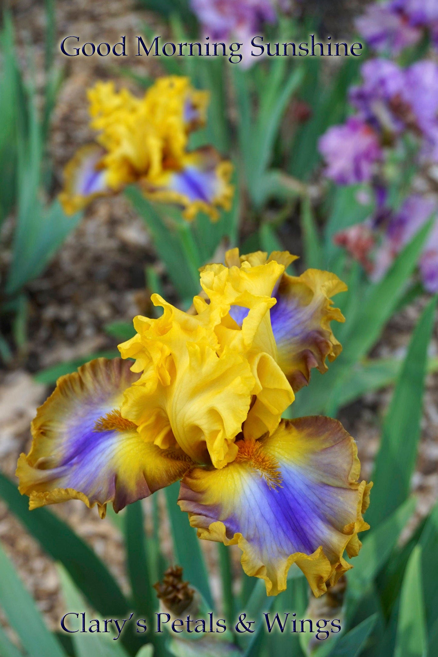 Good Morning Sunshine - 2014 - Tall Bearded Iris - Gorgeous, showy Award Winner!