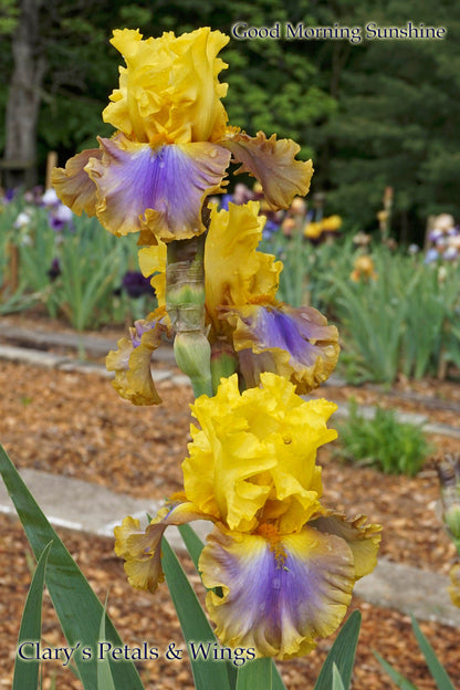 Good Morning Sunshine - 2014 - Tall Bearded Iris - Gorgeous, showy Award Winner!