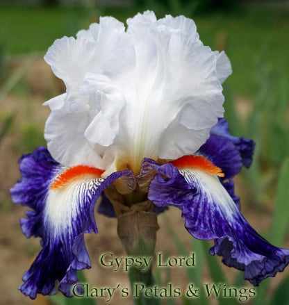 GYPSY LORD 2006 TB
