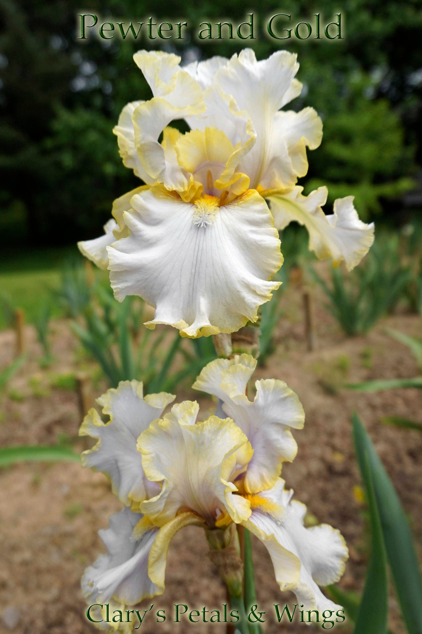 PEWTER and GOLD 2006 Tall Bearded Iris - Ruffled & Fragrant