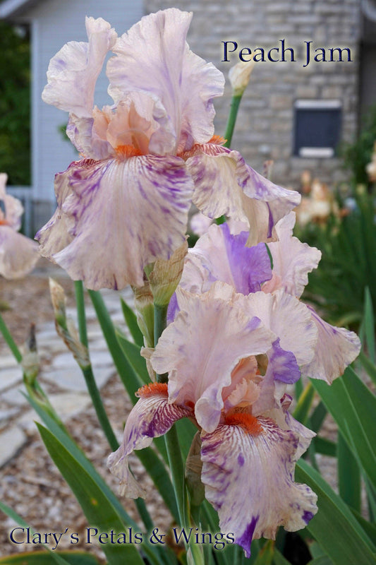 PEACH JAM 1989 TB - Reblooming