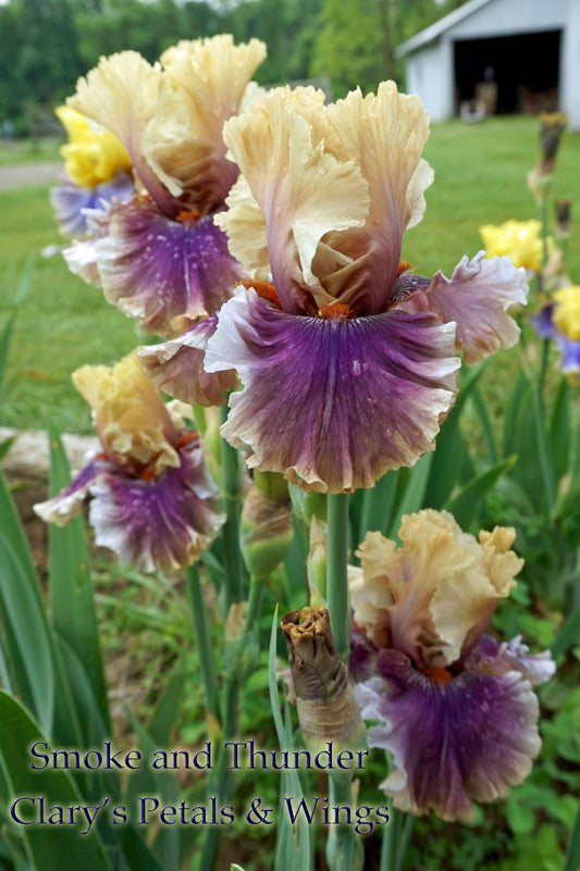 SMOKE and THUNDER - 2006  Blythe Import - Tall Bearded Iris