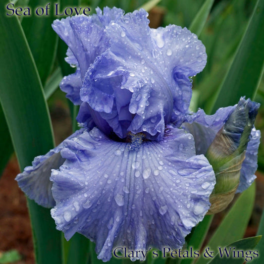 SEA of LOVE - Tall Bearded Iris - Reblooming, Blue & Fragrant