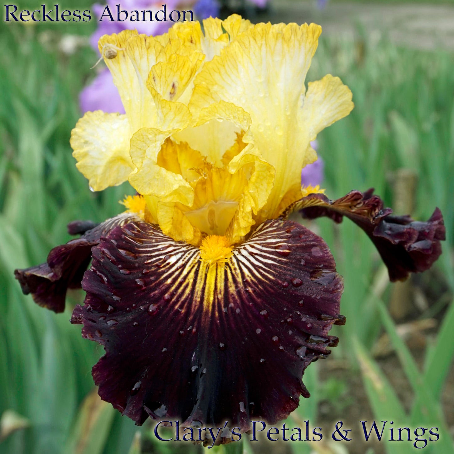 RECKLESS ABANDON - 2010 Tall Bearded Iris  Award Winner